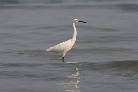 Casmerodius albus / Ardea alba - Airone bianco maggiore